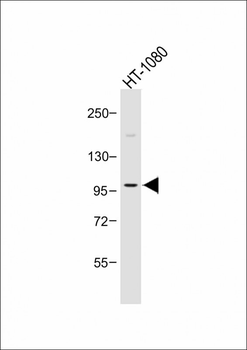 PI3KCD Antibody (C-term)