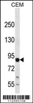 MAP3K13 (LZK) Antibody (C-term) (S869)
