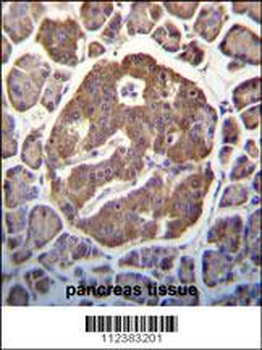 MAP3K13 (LZK) Antibody (C-term) (S869)