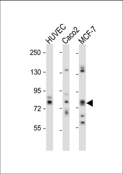cGKII Antibody (C-term)