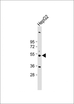 CYP3A43 Antibody (Center)