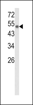 CYP8A1 Antibody (C-term)