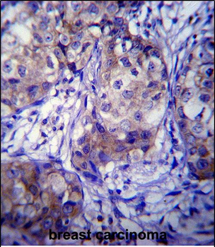 CYP1A1 Antibody (Center)