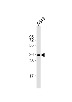 CASP9 Antibody (Center)