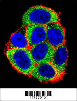 CASP9 Antibody (Center)