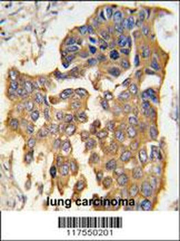 CASP9 Antibody (Center)