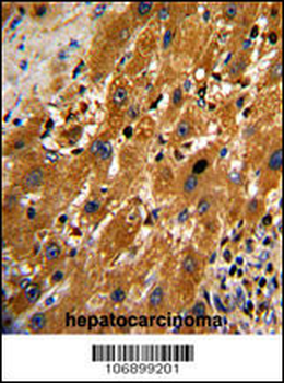 CASP9 Antibody (S196)