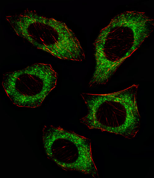 MAP2K2 Antibody (T394)