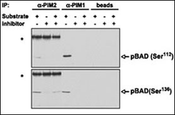 PIM2 Antibody (C-term)