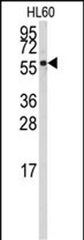 CYP4Z1 Antibody (N-term)