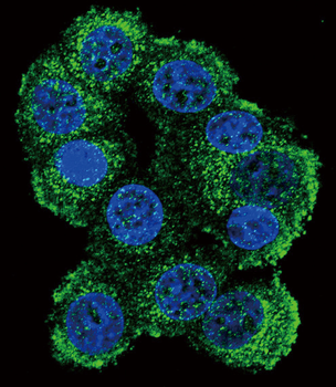 FKBP1B Antibody (N-term E6)