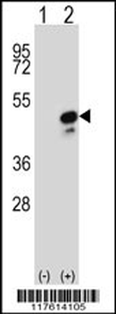 COPS3 Antibody (Center)