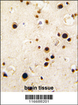 HNRPQ Antibody (C-term)