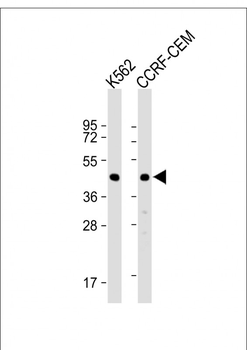 YARS2 Antibody (C-term)