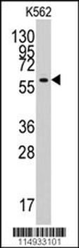 YARS2 Antibody (N-term)