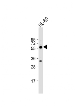 TESK2 Antibody (Center C225)