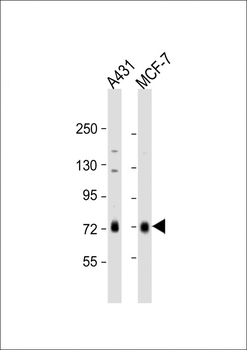 RAF1 Antibody (S233)