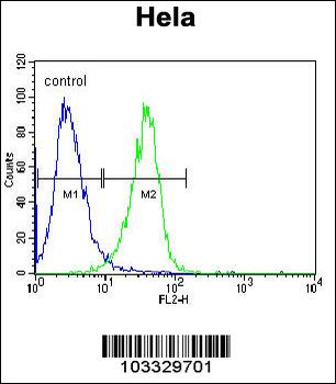 RAF1 Antibody (N-term)