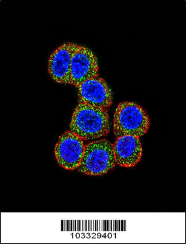 RAF1 Antibody (N-term)