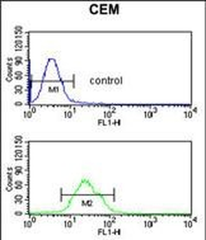 BRAF Antibody