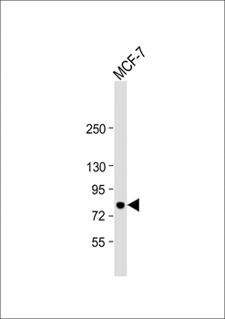 B-RAF Antibody (S601)