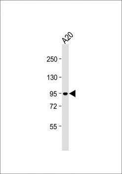 B-RAF Antibody (S445)