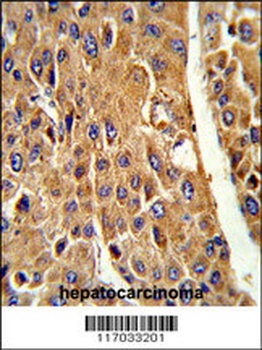 CYP3A5 Antibody (Center)