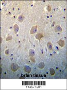 PTN Antibody (N-term)