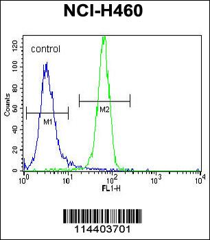 NGFB Antibody (Center)
