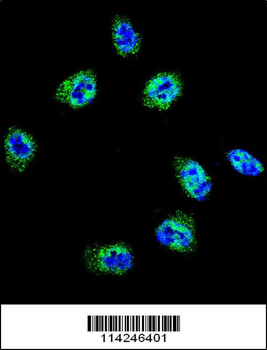FLNA Antibody (Y1046)
