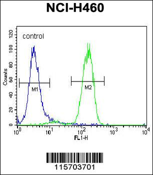 CAV1 Antibody (N-term)