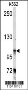 BICD2 Antibody (C-term)