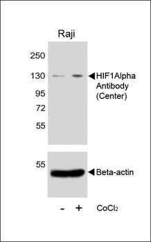 HIF1Alpha Antibody (Center)