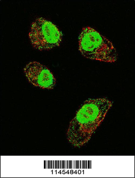 HIF1Alpha Antibody (Center)