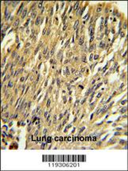 FKBP1A Antibody (N-term)