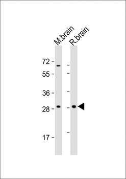 ARHE Antibody (Center)