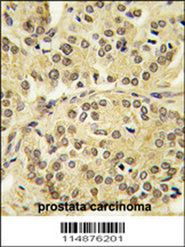 TIEG Antibody (N-term)