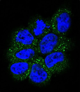NRAS Antibody (N-term)
