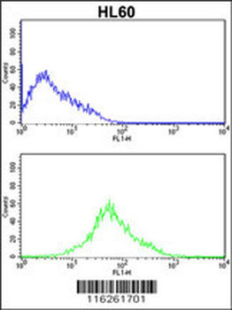 PRKRA Antibody (S246)