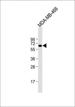 YES1 Antibody (N-term)