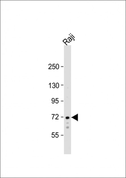 SYK Antibody (C-term)