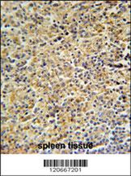 HCK Antibody (N-term)