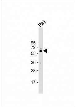 FGR Antibody (N-term)