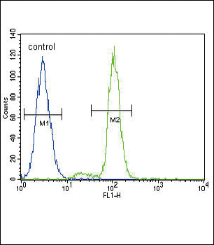 FER Antibody (C-term)