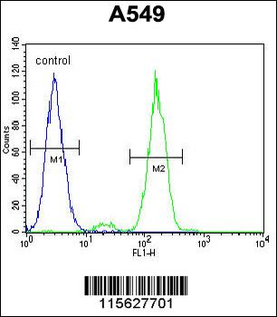 FAK1 Antibody (Y576)