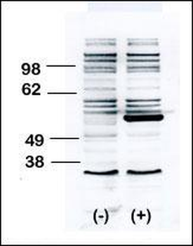BLK Antibody (N-term)