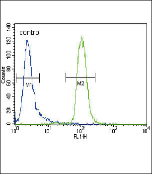 MUSK Antibody (C-term)
