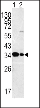 MPST Antibody (C-term)