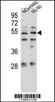 Sestrin-1 Antibody (C-term)