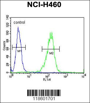 Sestrin-1 Antibody (C-term)